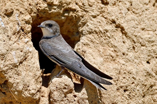 L'hirondelle de rivage. (Dominique Delfino/Hemis. AFP)